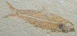 Fossil Fish Knightia Eocaena ( Inches) #829-1